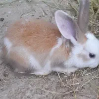 خرگوش