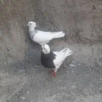 کبوتر طوقی معاوضه با طوطی برزیلی