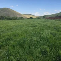 ماشک علوفه‌ای