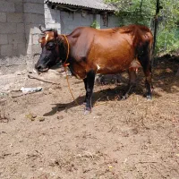 گاوو گوساله نر ۷ روزه