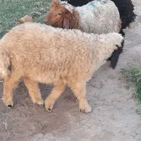 حمیدیه سوسنگرد بره نر