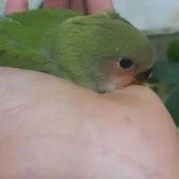 جوجه کوتوله