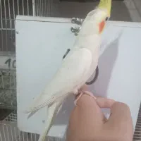 عروس هلندی نر سخنگو