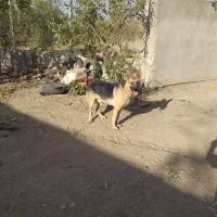سگ ژرمن نر