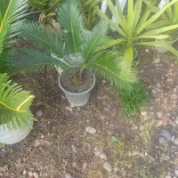 سیکاس|گل و گیاه طبیعی|خمام, |دیوار