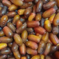 خرمای تازه برداشت روزانه