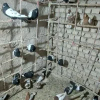 کبوتر|پرنده|بجنورد, |دیوار