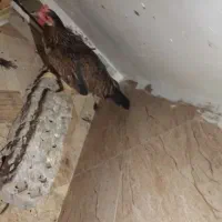مرغ  وخروس