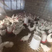 مرغ سفید تخمگذار و خروس سفید