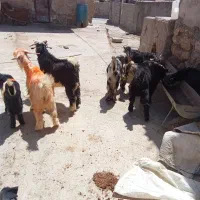 ‌میش‌تازه‌زا‌وخشک‌بیگ‌وبره‌نرزفتی