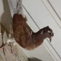 کفتر و کبوتر