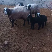 گوسفنده ماده ونر