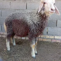 بره ماده درشت