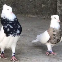 کبوتر