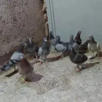 قرعه کشی داریم دوستان