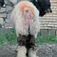 کوه نر جنس اصلی فقط مال شناس زنگ بزنه