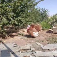 بوقلمون بوربورن
