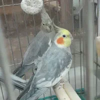 عروس هلندی