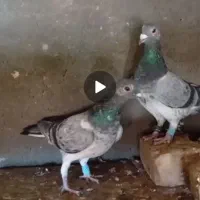 گمشده ماده کفتر