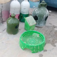 کبوتر|پرنده|مهدی شهر, |دیوار
