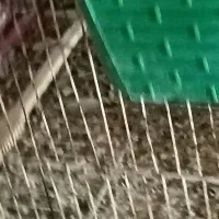 پرنده|پرنده|کازرون, |دیوار