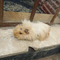 خوکچه هندی