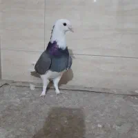 شازده سبز و هماسرور