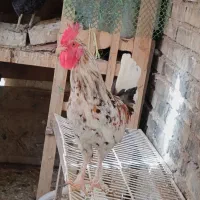 خروس گلین ملاثانی
