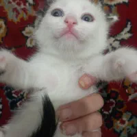 واگذاری  رایگانه
