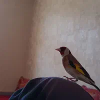 سره محام ماده