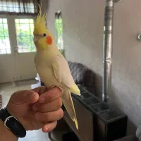 طوطی عروس هلندی نر