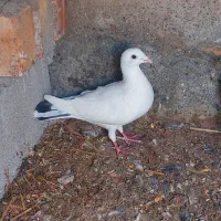 کبوتر پرشی