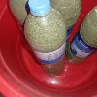 نعنا خشک تمیز و سرسبز محلی