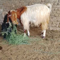 بز بزغاله