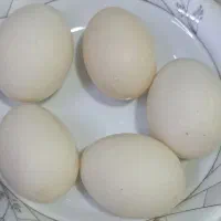 تخم نطفه دار اردک اسراییلی