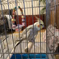 طوطی عروس سخنگو