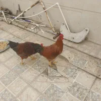 خروس|حیوانات مزرعه|کوهدشت, |دیوار