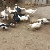 اردگ مگ مگ