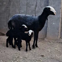 میش ژندار دوقلوزا شال گوسفند داشتی