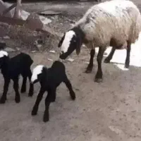 میش ابستن گوسفند دوقلو deroee بره نر ماده ژن قوچ
