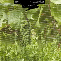 توری ضدپرنده تنهاتولیدکننده تور ضد پرنده استاندارد