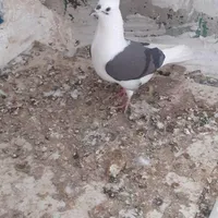 کبوتر تهرانی و شونی