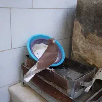 فروش کبوتر