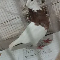 کفتر طوقی نر سینه سرخ