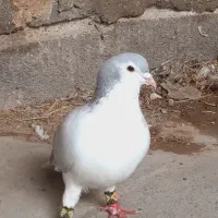 ساده و سینه پرشی