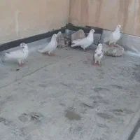 کفتر پرشی