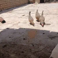مرغ تخمگذار جوان به شرط
