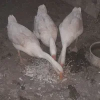 فروش قوغاز