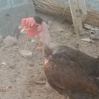 مرغ جتی زابلی