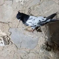 کله ای|پرنده|مسجد سلیمان, |دیوار